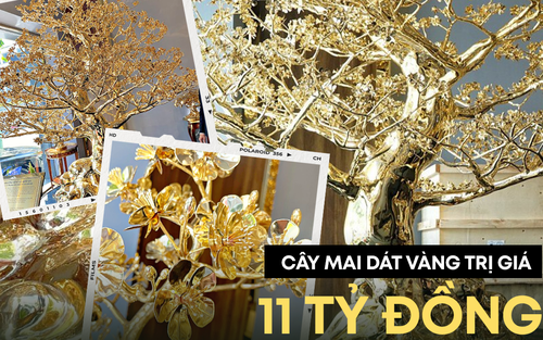 Chủ nhân 2 cây mai mạ vàng trị giá 11 tỷ đồng, vừa xác lập kỷ lục Việt Nam: "Tôi hy vọng sẽ góp phần tôn vinh giá trị truyền thống ngày Tết của người Việt"