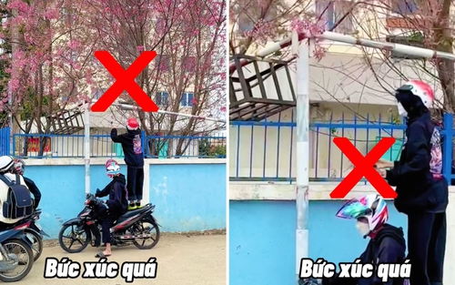 Đà Lạt: Dân mạng phẫn nộ trước cảnh các bạn trẻ đứng cả lên xe máy để bẻ mai anh đào