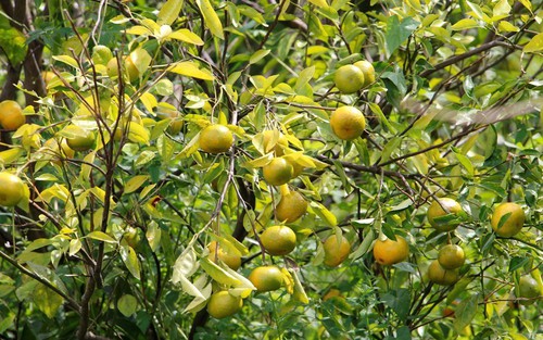 Cuối năm, 6 loại quả giá đắt đỏ vẫn hút khách mua về biếu Tết hoặc dâng hương cầu năm mới tiền tài rủng rỉnh 