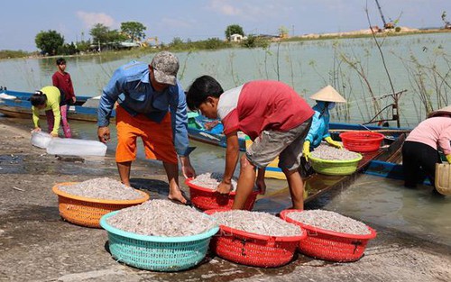 Người dân đánh bắt cá trên Hồ Dầu Tiếng bất chấp lệnh cấm trong mùa thả cá giống
