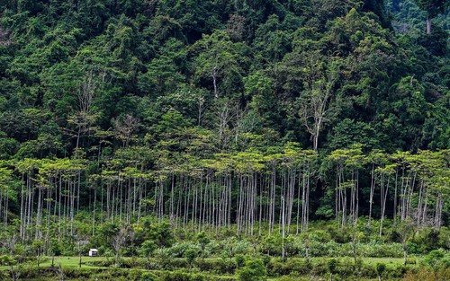 COP28: Brazil đề xuất quỹ bảo tồn rừng nhiệt đới trị giá 250 tỷ USD