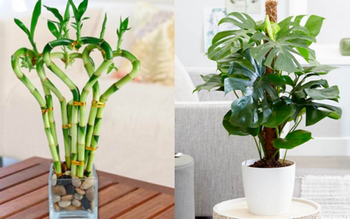 4 loại cây sợ ánh nắng mặt trời, càng để trong góc tối càng lớn nhanh như thổi, hoa lá tốt tươi
