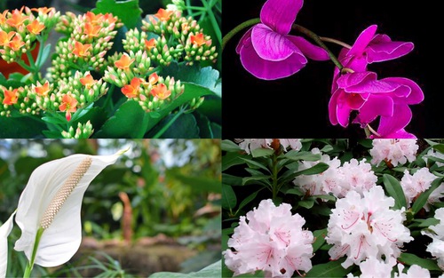 Không chỉ có hoa tươi, đây là những loài cây dành tặng đối phương dịp Valentine này