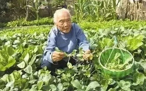 Cụ bà 102 tuổi nội tạng khỏe như người tuổi 30 nhờ ăn 1 loại thực phẩm có giá rẻ bèo: Ích thận, bổ gan, tim cũng khỏe mạnh hơn nếu dùng thường xuyên