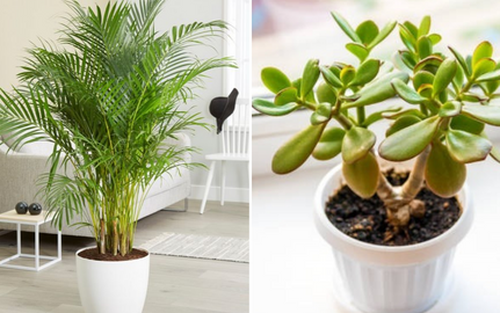 5 loại cây được ví như máy làm mát không khí, giảm nhiệt cực hiệu quả vào những ngày nắng nóng 