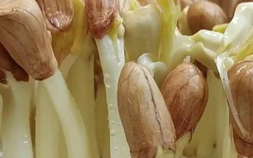 Đậu phộng là thủ phạm tiếp tay cho ung thư? Bác sĩ cảnh báo 5 kiểu người sau thèm đến mấy cũng không ăn