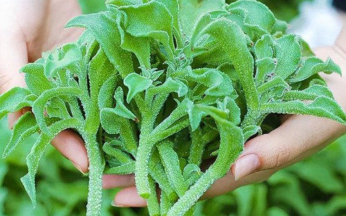 Loại rau cực lạ được người Trung Quốc mệnh danh là ‘rau vương giả’, ở Việt Nam cả trăm nghìn/ kg người sành ăn vẫn lùng đến 'cháy hàng'