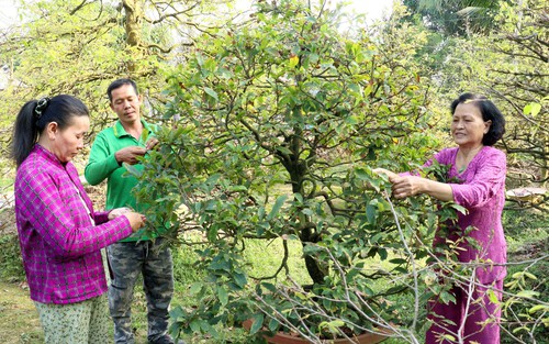 Làng mai vàng Phước Định rộn ràng đón Xuân