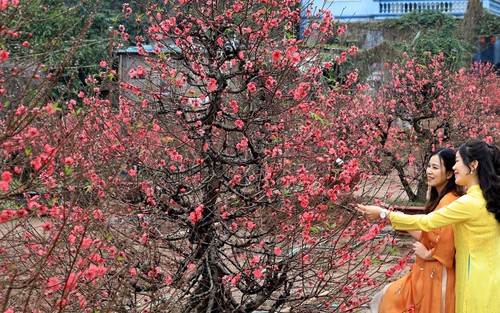 Đào Nhật Tân khoe sắc đón Xuân Giáp Thìn