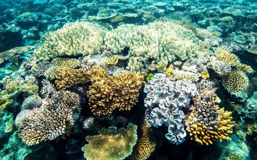 Gió là tác nhân chính gây ra hiện tượng tẩy trắng san hô tại Great Barrier