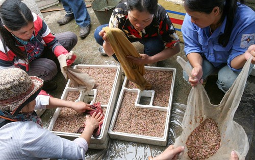 Cuộc sống sau ống kính: Lại đến mùa rươi