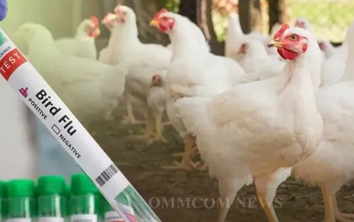 Mỹ mở rộng xét nghiệm cúm gia cầm