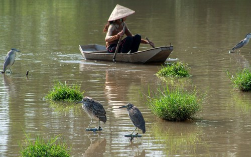 Cuộc sống sau ống kính: Như cánh vạc bay…