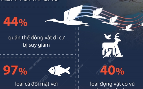 Báo động nguy cơ đối với các loài di cư trên toàn cầu