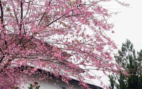 Hoa anh đào khoe sắc trên cao nguyên Mộc Châu