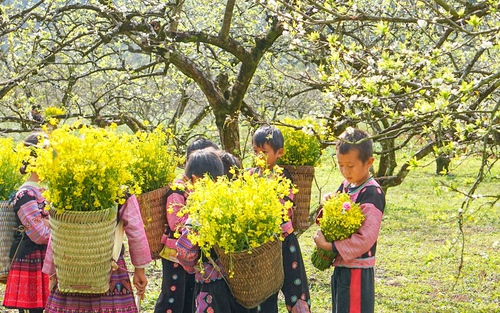 Cao nguyên Mộc Châu đẹp nao lòng dịp Tết nguyên đán Ất Tỵ 2025