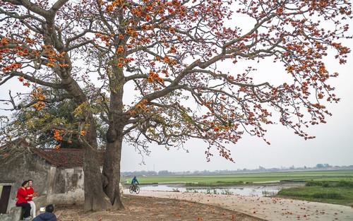 Vì một miền quê đáng sống: Cây gạo - "Biểu tượng sống" lặng thầm của làng quê