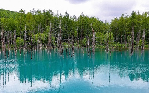 Nhật Bản: Hồ Xanh ở Hokkaido lấp lánh trong lễ hội ánh sáng