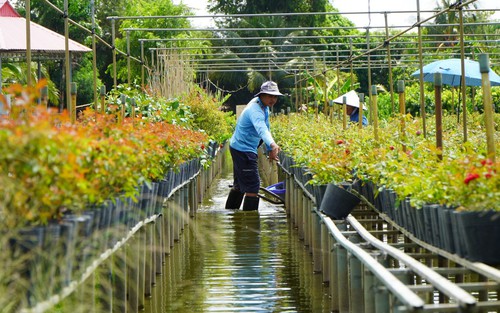 Trồng hoa trên giàn - Nét đặc trưng ở Làng hoa Sa Đéc
