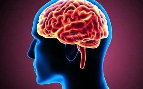 Phát triển phương pháp đo lường hoạt động gene then chốt trong não