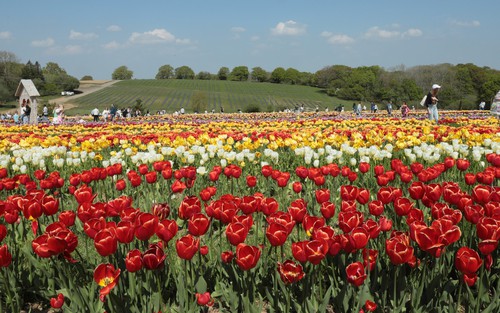 Vẻ đẹp cánh đồng hoa tulip nổi tiếng Vương quốc Anh