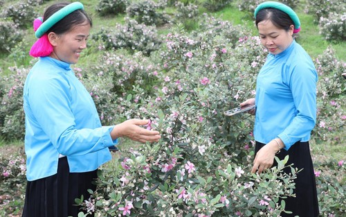 Độc đáo, đặc sắc Lễ hội Hoa sim biên giới 2025