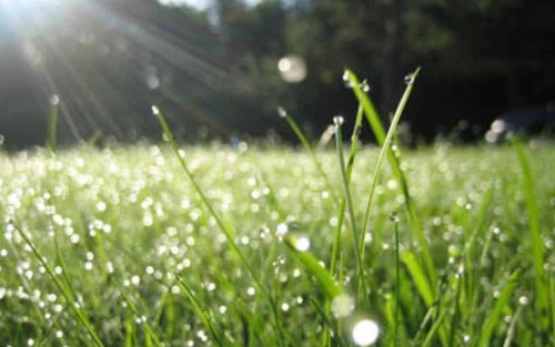 Chữ và nghĩa: "Một vùng cỏ áy bóng tà"