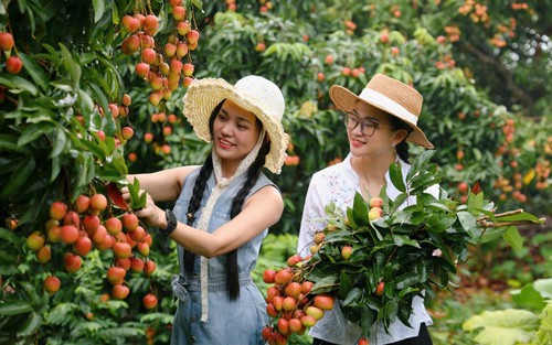 Hút khách du lịch mùa vải thiều