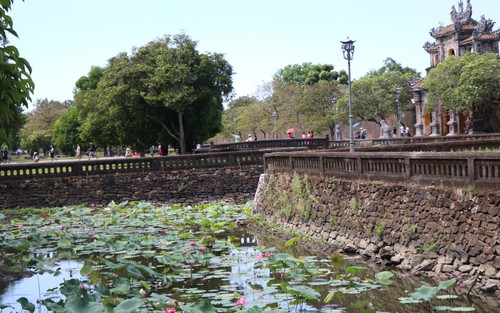 Sen Huế khoe sắc