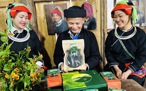 "Báu vật" chè Shan Tuyết chân dãy Tây Côn Lĩnh