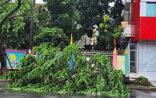 Huế: Nhiều cây xanh, phương tiện đổ ngã do ảnh hưởng cơn bão số 10