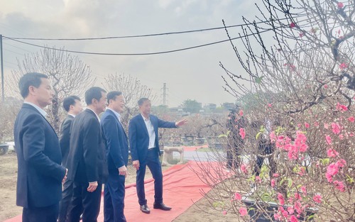 Hoa đào khoe sắc tại Lễ hội “Đào Nhật Tân - sắc xuân Hồng Hà”