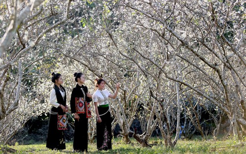 Sơn La mùa hoa mận nở