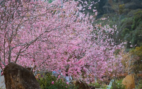 Mai Anh Đào nở rộ tại Măng Đen
