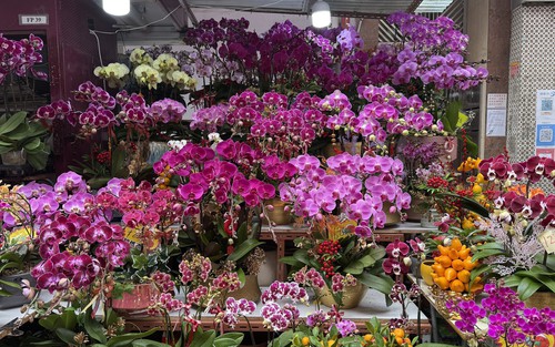 Thú chơi hoa lan ngày Tết của người dân Hong Kong (Trung Quốc)