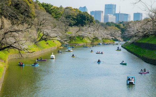 Ngắm hoa anh đào bắt đầu nở rộ tại thủ đô Tokyo, Nhật Bản