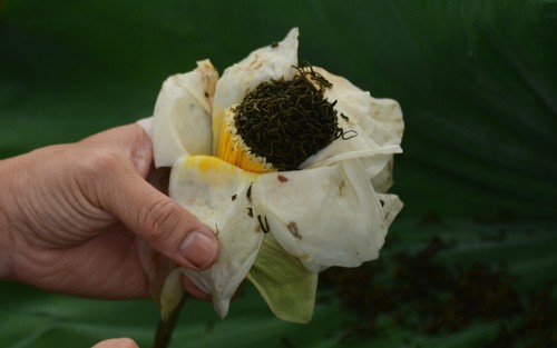 Nét văn hóa độc đáo của trà sen xứ Huế