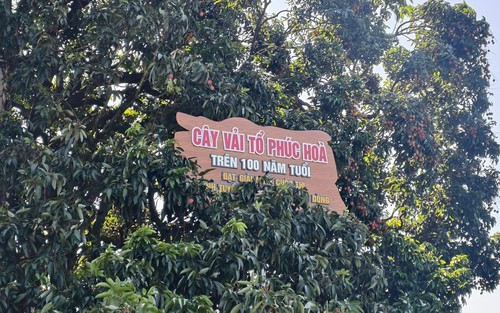 Chiêm ngưỡng cây vải tổ hơn 100 năm tuổi tại Bắc Ninh