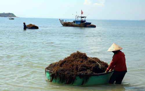Người dân xã đảo Tam Hải (Đà Nẵng) vào vụ thu hoạch “thảo dược” dưới đáy biển