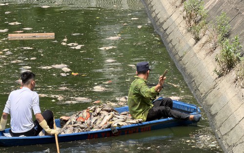 Cá chết hàng loạt ở hồ Nghĩa Đô - Hà Nội