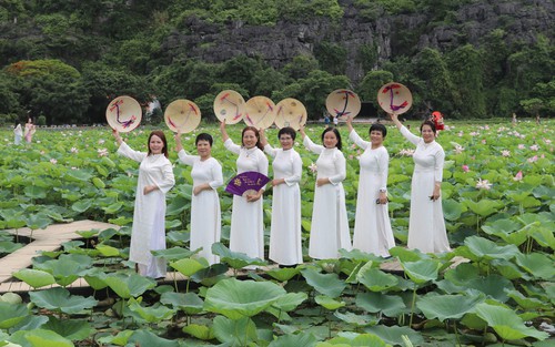 Ninh Bình rực rỡ sắc sen mùa hạ