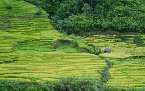 Vẻ đẹp ruộng bậc thang dưới chân núi Ngọc Linh