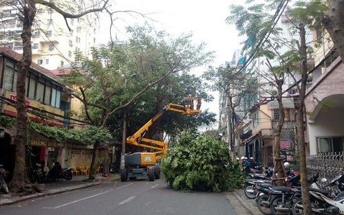 Hà Nội, nắng nóng và cây xanh