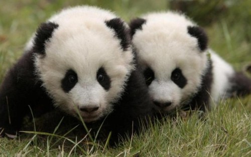 Ngoại giao gấu trúc