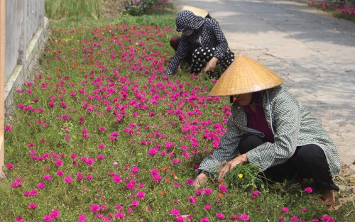Những con đường tuyệt đẹp được 'trồng hoa thay thế cỏ dại' tại Thanh Hóa