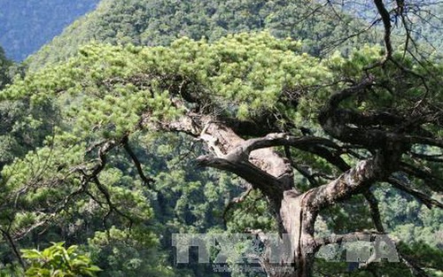 Thanh Hóa: Bảo tồn Thông Pà Cò và Thông Đỏ Bắc quý hiếm tại Pù Luông