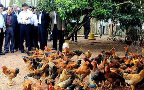 Bắc Giang thực hiện một loạt giải pháp nâng chất lượng gà đồi Yên Thế