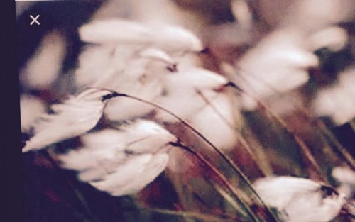 Thơ: Tuổi heo may