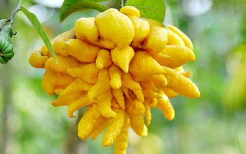 Người dân Nam Bộ ăn Tết thế nào?