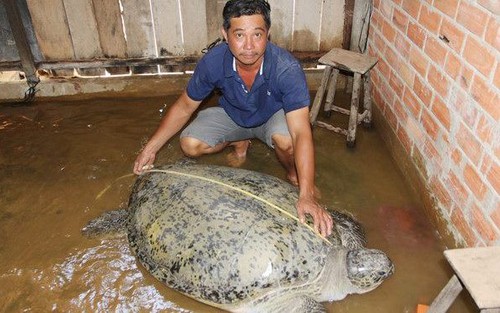 Bắt được rùa biển nặng 2 tạ, ngư dân muốn thả về biển dù thương lái trả 150 triệu